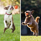 Hot Sale 45% off 🎁Automatic smart teasing dog ball🐶