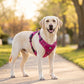 🏆LAST DAY 49% OFF🐾Outdoor Heavy Duty Dog Vest Harness