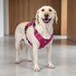 🏆LAST DAY 49% OFF🐾Outdoor Heavy Duty Dog Vest Harness