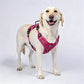 🏆LAST DAY 49% OFF🐾Outdoor Heavy Duty Dog Vest Harness