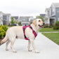 🏆LAST DAY 49% OFF🐾Outdoor Heavy Duty Dog Vest Harness