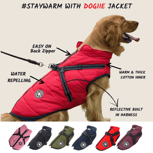 3 in 1 Winter Waterproof Warm Dog Jacket With Built-in Harness